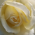 Bianco - Rose Ibridi di Tea - Erény
